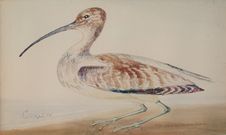 Peter Macgregor Wilson - Curlew