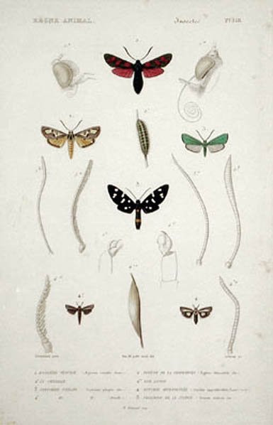 Lebrun - Aegocere Venulie and Zygene de la Filipendule Moths