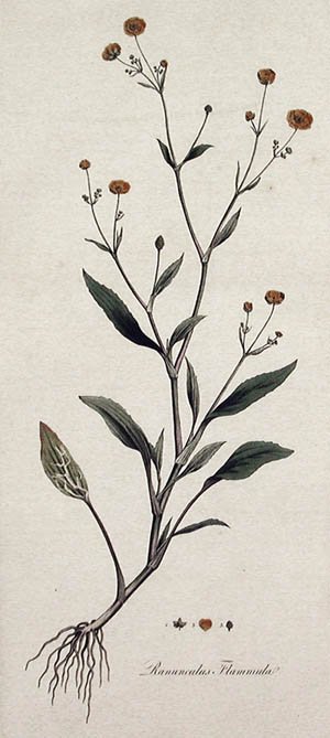 James Sowerby and William Curtis - Ranunculus Flammula Flora Londinensis