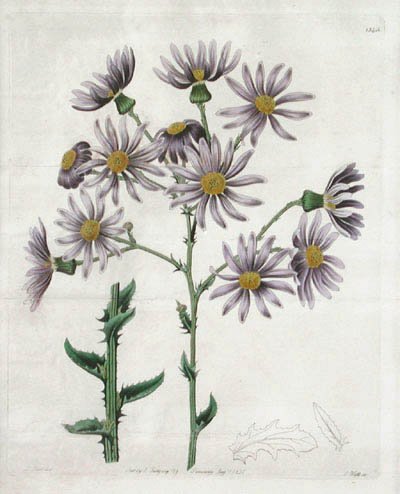 J. Watts and M. Hart - Senecio Lilacinus Senecio Glastifolius from the Aster or Michaelmas Daisy Family for Edwards's Botanical Register