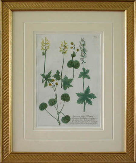 School of Georg D. Ehret - Framed Image - Aconitum Foliis Platani