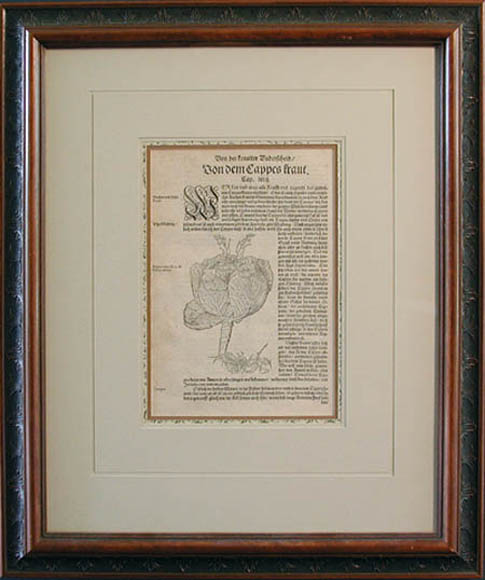 David Kandel - Framed Image - Von Dem Cappes Kraut