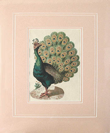 Raphael Tuck and Sons - Matted Image - The Peacock
