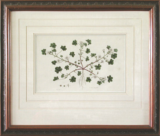 James Sowerby - Framed Image - Malva Rotundifolia