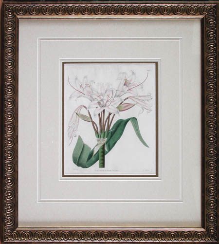 J. Watts - Framed Image - Broad Leaved Crinum