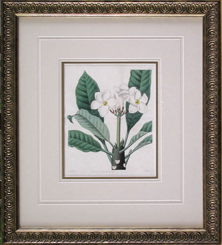 J. Watts - Framed Image - Plumeria Lambertiana