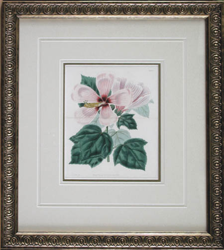 J. Watts - Framed Image - Hibiscus Moscheutos