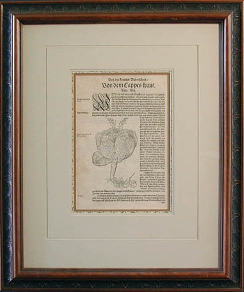 David Kandel - Framed Image - Von Dem Cappes Kraut