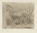 Gnu and Esel Original Etching and Drypoint Engraving by the German artist Fritz Wrampe