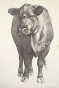Carl's Angus Cow A Prize Winning Angus by Sigmund Abeles