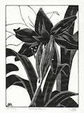 Amaryllis Original Wood Engraving by the American artist Grace Albee