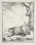 L'Unau Original Etching by the French artist Jean Charles Baquoy designed by Jacques De Seve from Comte de Buffon's Histoire Naturelle