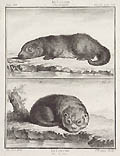 The Otter Original Etching by the French artist Jean Charles Baquoy designed by Jacques De Seve from Comte de Buffon's Histoire Naturelle