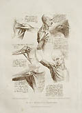 Leonardo da Vinci's The Muscular System by Francesco Bartolozzi