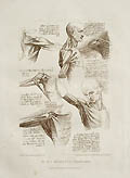 Leonardo da Vinci's The Muscular System by Francesco Bartolozzi