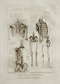 Leonardo da Vinci's The The Skeletal System by Francesco Bartolozzi