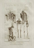 The The Skeletal System In His Majesty's Collection Original etching by Francesco Bartolozzi designed by Leonardo da Vinci published by John Chamberlaine for Imitations of Original Designs by Leonardo da Vinci