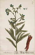 Anchusa Common Bugloss Alkane Original Engraving by the British artist Elizabeth Blackwell
