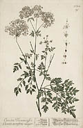 Cicuta Viennensis Cicuta Terrestris Major Hemlock Original Engraving by the British artist Elizabeth Blackwell