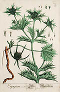 Eryngium Original Engraving by the British artist Elizabeth Blackwell