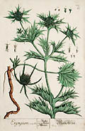 Eryngium by Elizabeth Blackwell