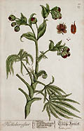 Hellaboraster Hellebore Christmas Rose Original Engraving by the British artist Elizabeth Blackwell