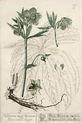 Helleborus Major Original Engraving by the British artist Elizabeth Blackwell