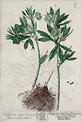 Helleborus Minor by Elizabeth Blackwell