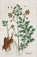 Levisticum Lovage Original Engraving by the British artist Elizabeth Blackwell