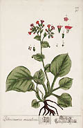 Pulmonaria Maculosa Lungwort Original Engraving by the British artist Elizabeth Blackwell