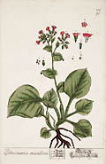 Pulmonaria Maculosa Lungwort by Elizabeth Blackwell