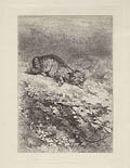 Cat Preparing for Battle Original Etching by the Swiss French artist Karl Bodmer