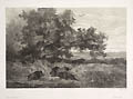 Wild Boars in a Pond Original Lithograph by the Swiss French artist Karl Bodmer
