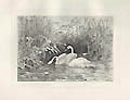Swanns Original Etching by the Swiss French artist Karl Bodmer