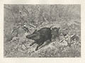Wild Boars Original Etching by the Swiss French artist Karl Bodmer