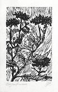 Chrysanthemums Original Wood Engraving by the Canadian artist Gerard Brender a Brandis