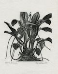 Dracula Chimaera An Epiphytic Orchid Orchidaceae in the genus Dracula Original Wood Engraving by the Canadian artist Gerard Brender a Brandis