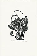 Massoevallia Schroederiana Original Wood Engraving by the Canadian artist Gerard Brender a Brandis