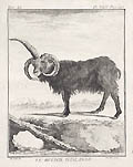 The Ram of Iceland Original Etching by the French artist Justus Chevillet also listed as Juste Chevillet designed by Jacques De Seve from Comte de Buffon's Histoire Naturelle
