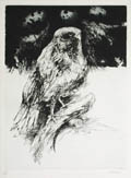 Hawk Original Etching and Aquatint by the American artist Jack Coughlin
