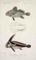 Le Grand Pogonias and Le Chevalier a Raudrier Fish Original Engraving by the French artists Davesne and Acarie Baron for Georges Baron Cuvier's Le Regne Animal