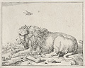 Lion Plate Two Original Etching by the Dutch artists Marcus De Bye and Paulus Potter