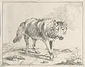 Wolf Plate Three Original Etching by the Dutch artists Marcus De Bye and Paulus Potter