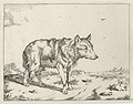Wolf Plate Four Original Etching by the Dutch artists Marcus De Bye and Paulus Potter