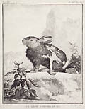 The Angora Rabbit Moulting by Antoine Jean de Fehrt A. J. de Fehrt after Jacques de Seve Buffon's Histoire Naturelle