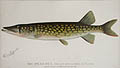 The Pickerel From a Pond in Massachusetts by Denton
