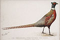 The Mongolian or Ring Necked Pheasant