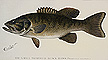 The Small Mouthed Black Bass by Denton