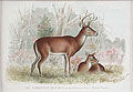 The Virginia Deer