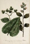 Common Burdock and Serrated Burdock Original Engraving School of George D. Ehret